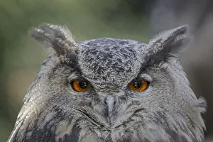 Bubo Bubo Prints: Eurasian eagle-owl, Bubo bubo