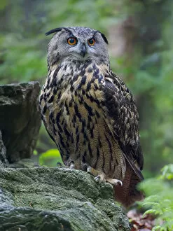Eurasian eagle-owl. Enclosure in the Bavarian Forest National Park, Germany, Bavaria
