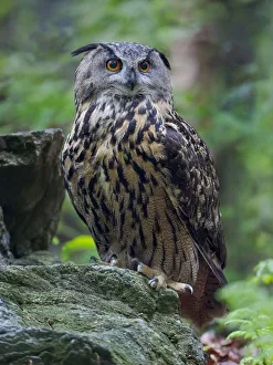 Europe Prints: Eurasian eagle-owl. Enclosure in the Bavarian Forest National Park, Germany, Bavaria