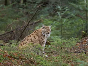 Images Dated 8th June 2020: Eurasian Lynx (Lynx lynx ) during winter. Bavarian Forest National Park. Germany, Bavaria