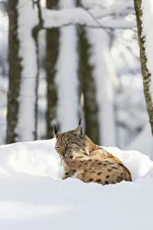 Germany Collection: Eurasian lynx (Lynx lynx ) during winter in National Park Bavarian Forest (Bayerischer Wald)