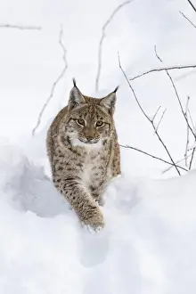 Germany Prints: Eurasian lynx (Lynx lynx ) during winter in National Park Bavarian Forest (Bayerischer Wald)