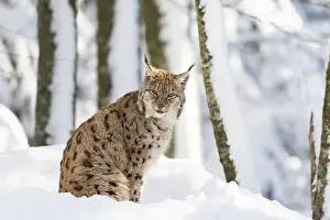 Germany Prints: Eurasian lynx (Lynx lynx ) during winter in National Park Bavarian Forest (Bayerischer Wald)