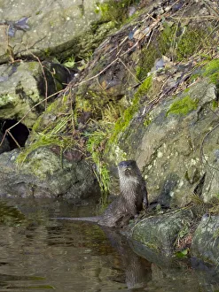 Predatory Prints: Eurasian Otter (Lutra lutra) during winter. Bavarian Forest National Park