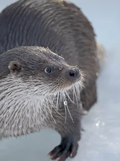 Carnivora Prints: Eurasian otter (Lutra lutra) during winter, Finland, Ranua Wildlife Park