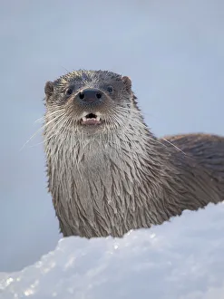 Teeth Prints: Eurasian otter (Lutra lutra) during winter, Finland, Ranua Wildlife Park