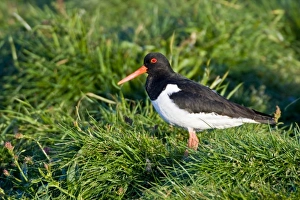 Images Dated 29th June 2007: Eurasian Oystercatcher near Snaefellsness, Iceland