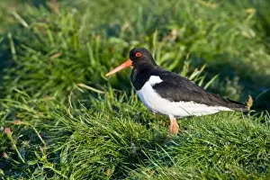 Eurasian Oystercatcher near Snaefellsness, Iceland