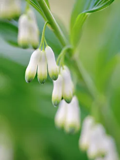 Prints of Eurasian Solomons seal (Polygonatum multiflorum). Germany Images Dated 2022 June: Eurasian Solomons seal (Polygonatum multiflorum). Germany