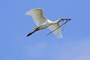 Images Dated 12th June 2006: Eurasian spoonbill or common spoonbill (Platalea leucorodia) flying over the wetlands