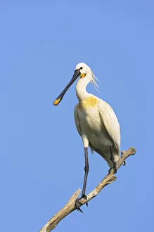 Images Dated 20th June 2006: Eurasian spoonbill or common spoonbill (Platalea leucorodia) in the wetlands of the Danube Delta