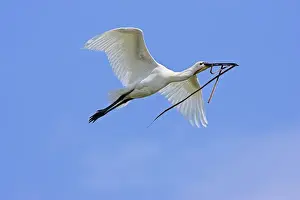 Eurasian spoonbill or common spoonbill (Platalea leucorodia) flying over the wetlands