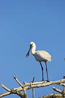 Dobrogea Prints: Eurasian spoonbill or common spoonbill (Platalea leucorodia) in the wetlands of the Danube Delta