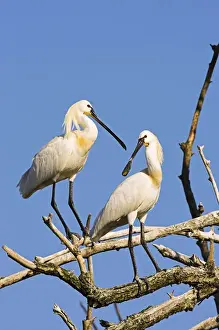 Images Dated 30th November 2012: Eurasian spoonbill or common spoonbill (Platalea leucorodia) in the wetlands of the Danube Delta