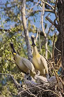 Eurasian spoonbill or common spoonbill (Platalea leucorodia) in the wetlands of the Danube Delta