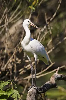 Eurasian spoonbill or common spoonbill (Platalea leucorodia) in the wetlands of the Danube Delta