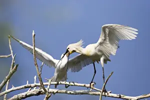 Eurasian spoonbill or common spoonbill (Platalea leucorodia) in the wetlands of the Danube Delta
