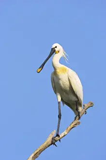 Eurasian spoonbill or common spoonbill (Platalea leucorodia) in the wetlands of the Danube Delta
