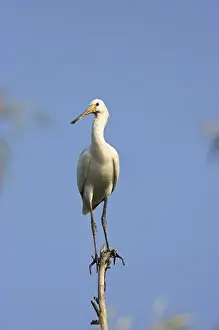 Eurasian spoonbill or common spoonbill (Platalea leucorodia) in the wetlands of the Danube Delta