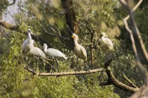 Eurasian spoonbill or common spoonbill (Platalea leucorodia) in the wetlands of the Danube Delta