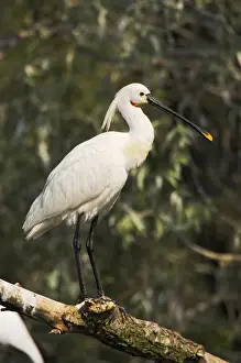 Images Dated 20th June 2006: Eurasian spoonbill or common spoonbill (Platalea leucorodia) in the wetlands of the Danube Delta