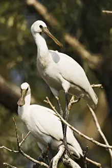 Images Dated 20th June 2006: Eurasian spoonbill or common spoonbill (Platalea leucorodia) in the wetlands of the Danube Delta