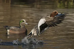 Images Dated 10th December 2017: Eurasian wigeon flying