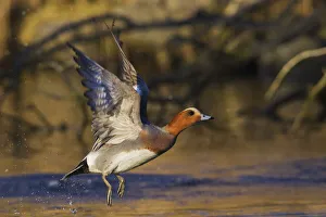 Wigeon Prints: Eurasian wigeon flying