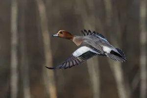 Images Dated 24th December 2020: Eurasian wigeon flying