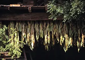 Tobacco Prints: Europe, Andorra. Tobacco leaves dry in an old shed in Andorra