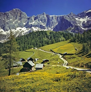 Europe, Austria, Dachstein Alps. Buttercups fill the meadows near hay barns in the Dachstein Alps