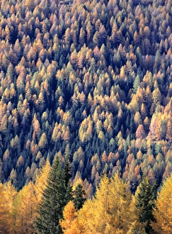 Larix Prints: Europe, Austria, Grossglockner Pass. Larch, or tamarack, seen here on the Grossglockner