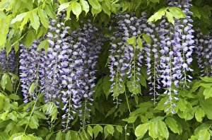 Europe, Austria, Salzburg Stadt, Salzburg, wisteria in bloom
