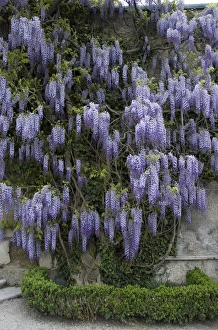 Images Dated 28th April 2009: Europe, Austria, Salzburg Stadt, Salzburg, wisteria in bloom