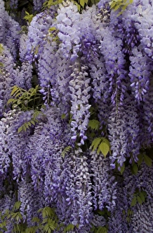 Images Dated 28th April 2009: Europe, Austria, Salzburg Stadt, Salzburg, wisteria in Mirabell Garden