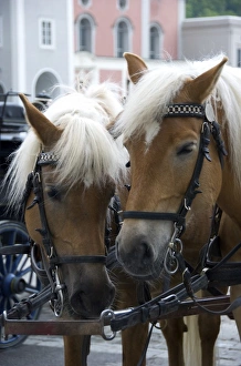 Images Dated 28th April 2009: Europe, Austria, Salzburg Stadt, Salzburg, horses and carriage