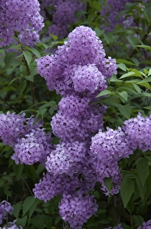 Images Dated 28th April 2009: Europe, Austria, Salzburg Stadt, Salzburg, lilacs in bloom