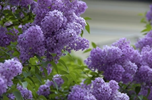 Images Dated 28th April 2009: Europe, Austria, Salzburg Stadt, Salzburg, lilacs in bloom
