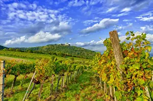 Images Dated 1st October 2010: Europe, Austria, Vienna. Vienna has 630 producers -- one wine producer per 2, 500