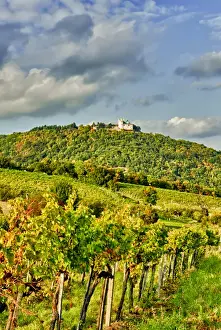 Images Dated 1st October 2010: Europe, Austria, Vienna. Vienna has 630 producers -- one wine producer per 2, 500