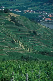 Images Dated 2nd February 2006: Europe, Austria, Wachau Region, Melk and surrounding vineyards