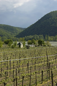 Images Dated 29th April 2009: Europe, Austria, Wachau Valley, Lower Austria, Durnstein, vineyard