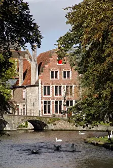Swan Prints: Europe, Belgium, Brugges. Swans on Minnewater lake in Brugges