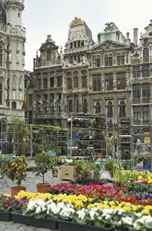Images Dated 2nd April 2008: Europe, Belgium, Brussels-Capital Region, Brussels, Brussel, Bruxelles, flower market