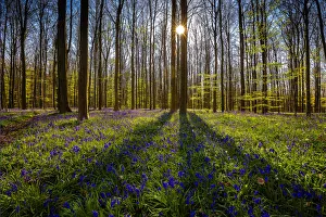 Europe, Belgium. Hallerbos forest with blooming bluebells