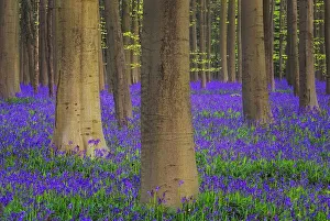 Belgium Prints: Europe, Belgium. Hallerbos Forest with trees and bluebells