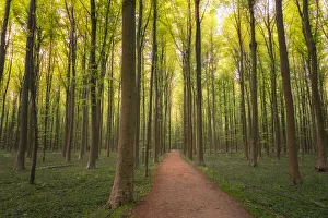 Belgium Prints: Europe, Belgium. Path in Hallerbos forest