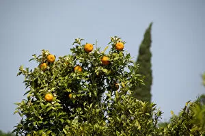 Europe, Croatia. Fertile Konavle Valley, Croatian countryside. Orange tree with typical