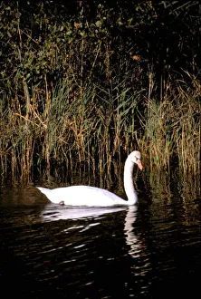 Connie Bransilver Prints: Europe, Croatia, near Sibenik. Mute swan