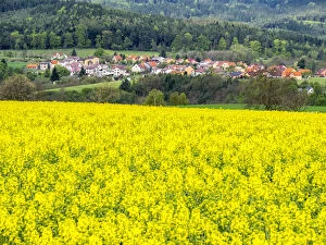 Czech Republic Collection: Europe, Czech Republic. Canola field with small village in the background